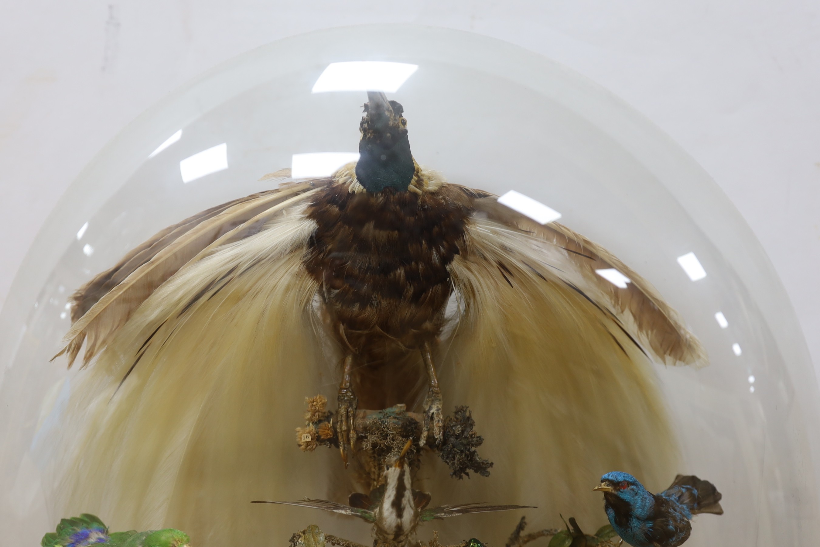 Taxidermy- a late 19th century New Guinea Bird of Paradise and Latin America and Australasian exotic bird group, under a glass dome, 83 cm high